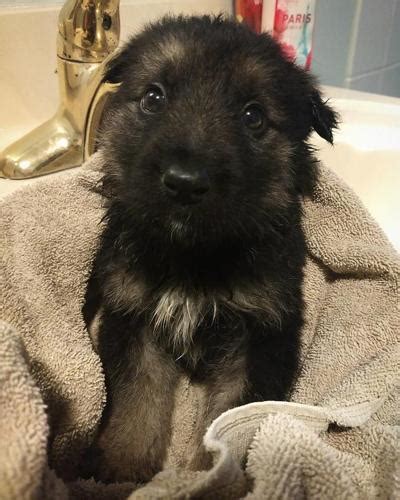 Pure Breed German Shepherd Puppies Male German Shepherd Puppy For