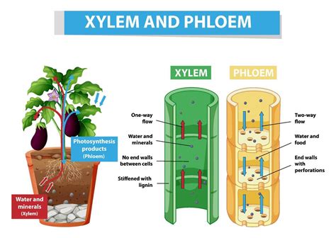 Diagram Showing Xylem And Phloem In Plant 7204544 Vector Art At Vecteezy