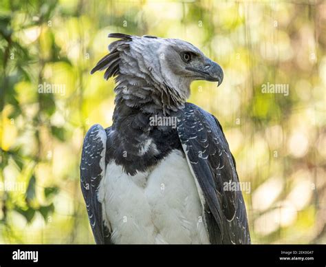 The Harpy Eagle Harpia Harpyja With Green Nature Bokeh As Background