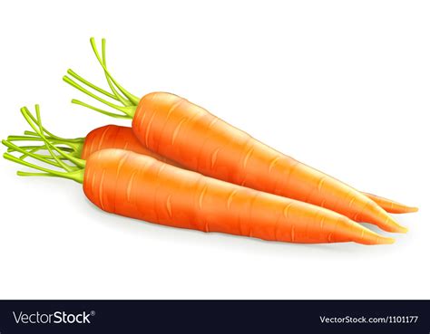 Carrots Royalty Free Vector Image Vectorstock