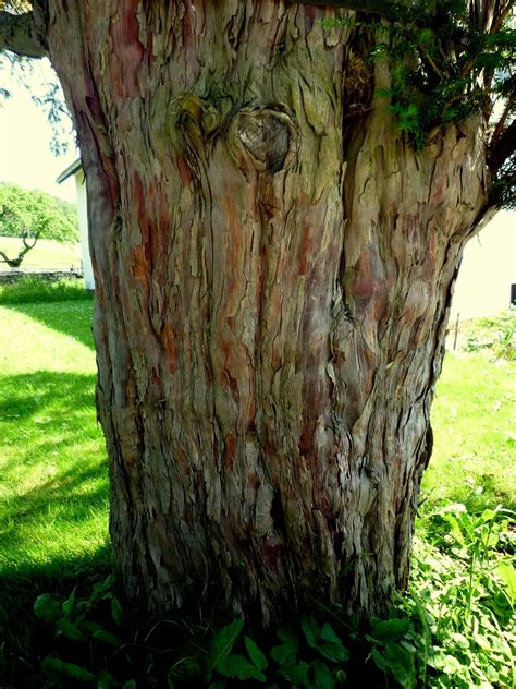 Oldest Trees Najstarsze Drzewa Cis W Pilchowicach