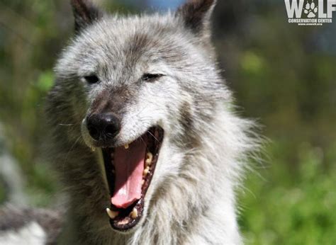 Wolf Conservation Center On Instagram When Ambassador Wolf Zephyr