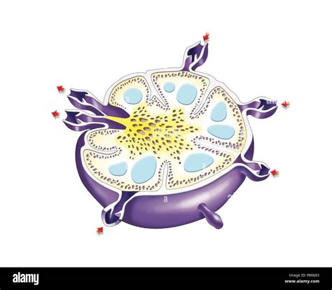 Lymph Node Illustration Cut Out Stock Images And Pictures Alamy