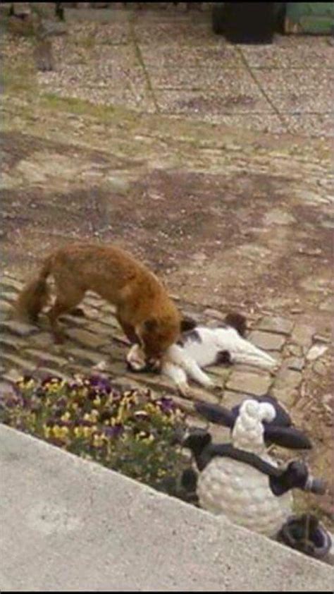 Do Foxes Kill Cats And Dogs