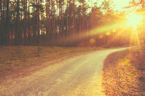 Forest Road Sunset Sunbeams Stock Image Everypixel