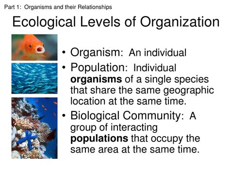 Ppt Ecology Powerpoint Presentation Free Download Id423922