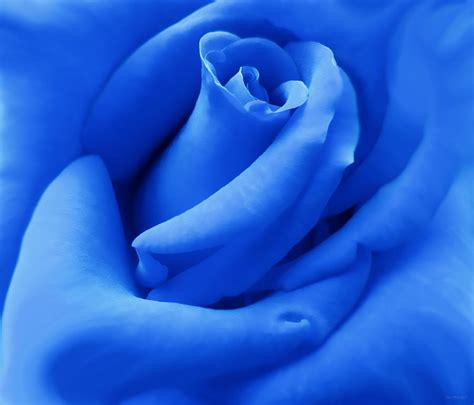 Blue Velvet Rose Flower Photograph By Jennie Marie Schell Fine Art