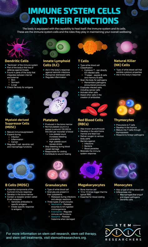 Different Types Of Cells And Their Functions