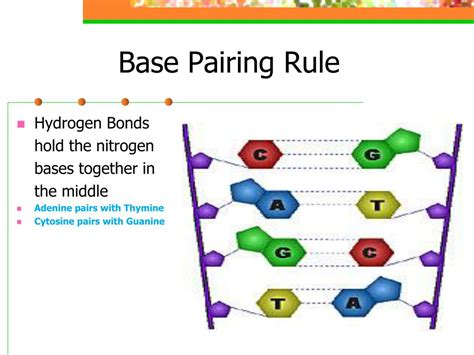 Which Pair Of Nitrogenous Bases Will Form A Bond In A Dna Molecule