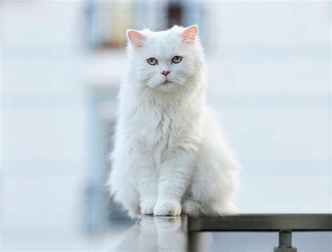 How To Identify A Turkish Angora Cat Petvblog