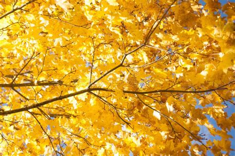 Bright Autumn Leaves Of A Maple Tree On Sky Background Stock Image