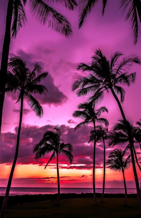Palm Tree Silhouette Sunset Silhouette Silhouette Painting Palm Tree