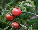 Tomato pests: top tips on 5 common intruders | Gardeningetc