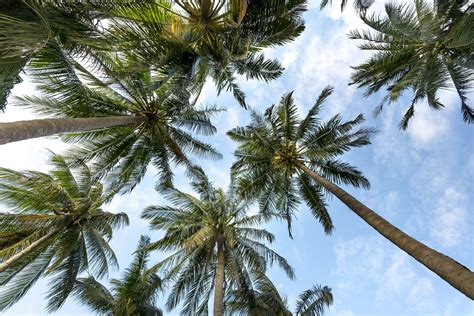 Thousands Of Palm Trees Are Dying From A New Disease