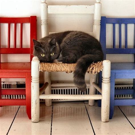 Cat Sitting In A Chair Beautiful Cats Cats Pretty Cats