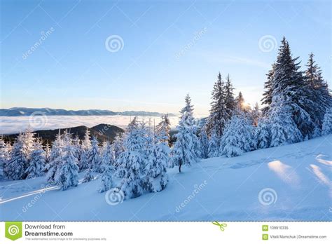 Snow Covered Spruce Trees Stand In Snow Swept Mountain Meadow Under A