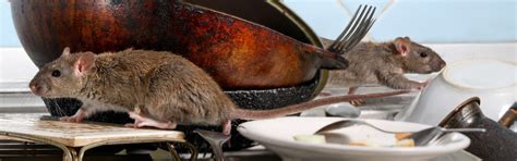 Often, the first thing you will notice is rats are great tunnelers, so look out for burrows around the external perimeter of your home and ok, so how do you get rid of rats? Rodent Removal Lincoln IL | Rat Control | Mice | Wildlife