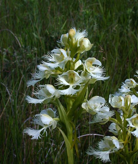 We did not find results for: Conservation Committee - Minnesota Native Plant Society