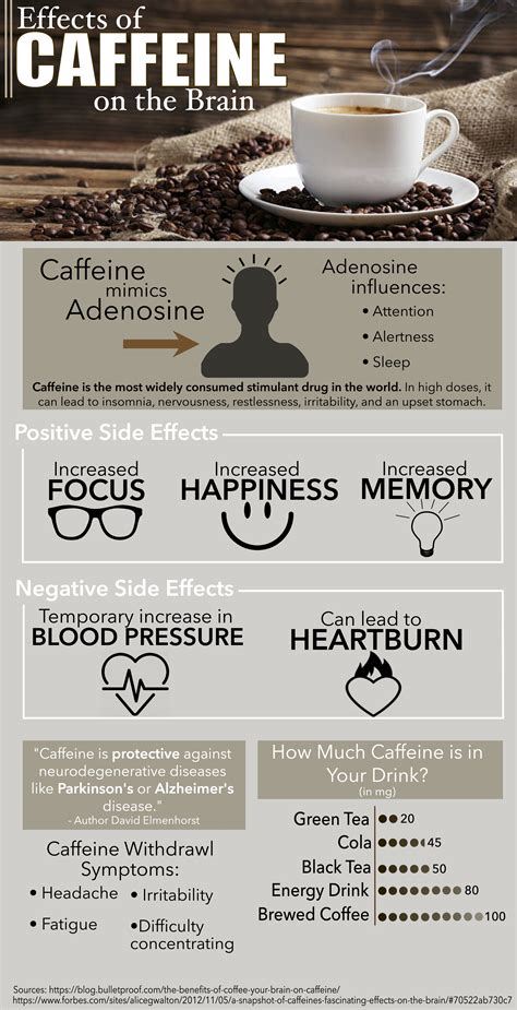 Caffeines Effects On The Brain Tommiemedia