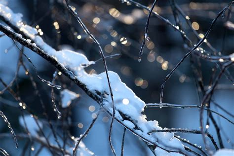 Free Picture Detail Nature Dawn Winter Snow Frost Branch Dew