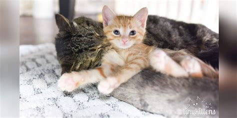 How To Introduce Your New Kitten To An Older Cat Feral Cats Older