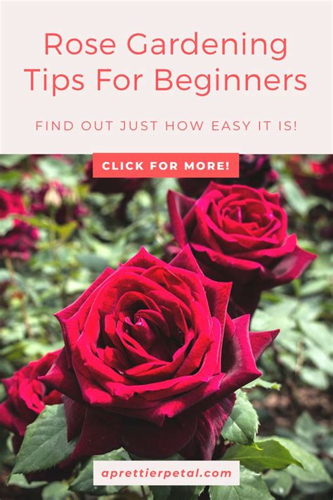 Rose Gardening Tips For Beginners Types Of Roses Rose Growing Roses