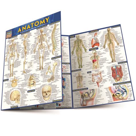 Quickstudy Anatomy Laminated Study Guide 85 X 11