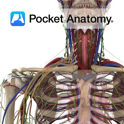Brachial Plexus Posterior Cord Pocket Anatomy