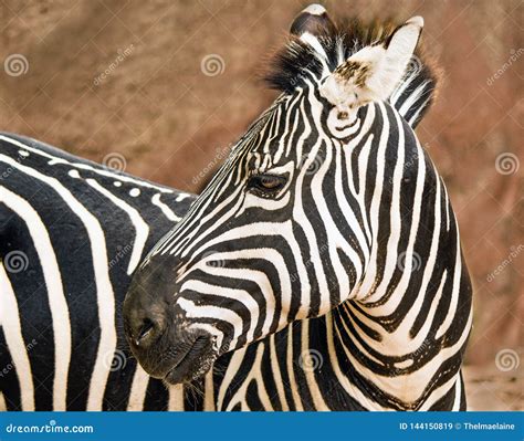 Closeup Of A Grant S Zebra At The Zoo Stock Image Image Of White