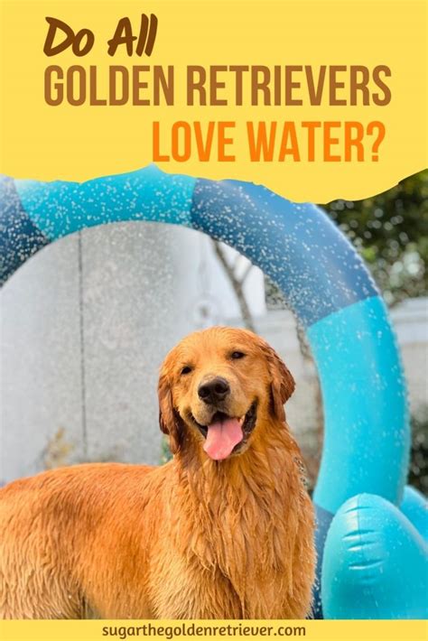 Do All Golden Retrievers Love Water Golden Woofs