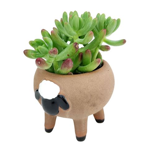 Cute Sheep Animals Ceramic Planter Pots For Succulent And Flowers