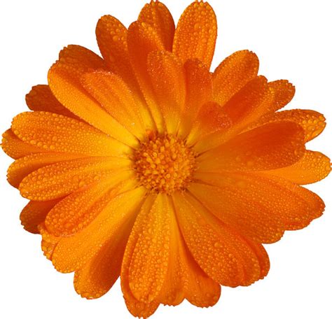 Orange Flowers White Background Best Flower Site