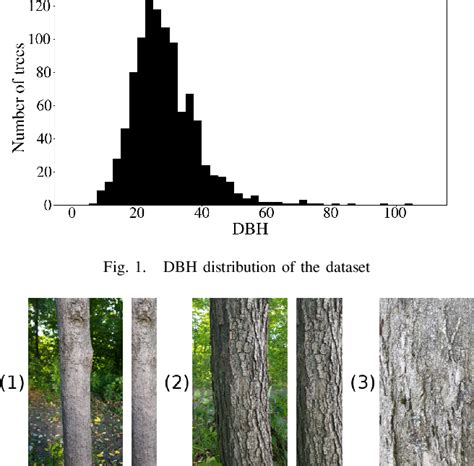 Figure 1 From Tree Species Identification From Bark Images Using