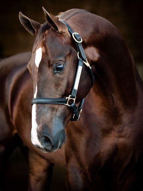 Head Portrait Of A Beautiful Dark Chestnut Horse Horse Photos Horse