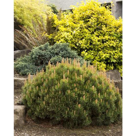 10 Fast Growing Windbreak Shrubs Identification And Care Tips