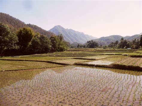 rice-field-in-mae-hong-son-thailand-nice-view,-outdoor,-mae-hong-son