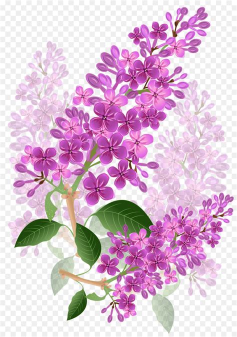 Bunga Ungu Lavender Gambar Png