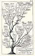 Ernst Haeckel's historic evolutionary tree of the plant kingdom ...