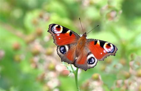 Big Butterfly Count How To Take Part And Species To Spot Discover
