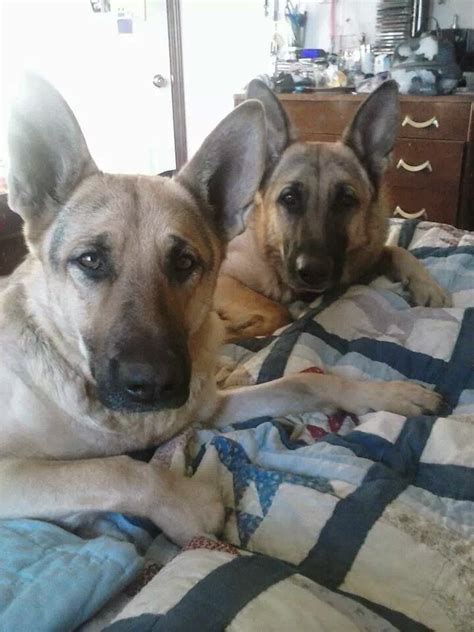 Badgerland german shepherd rescue group has dissolved but there are several other wisconsin german shepherd rescue groups in operation that can help match you to the right gsd. AKC german Shepherd Puppis For Sale Northwest Spokane Wa ...
