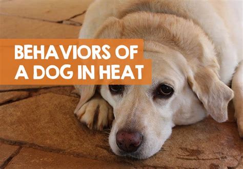 9 Common Behaviors Of Female Dog In Heat Before During After
