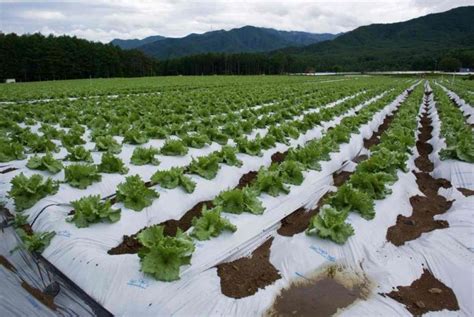 Organic Lettuce Farming Cultivation Growing Process Agri Farming
