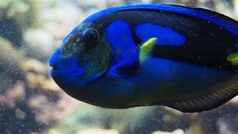 Finding Dory Why Blue Tangs Dont Belong In Tanks