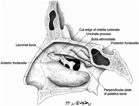 Fontanelle And Uncinate Process In The Lateral Wall Of The Human Nasal