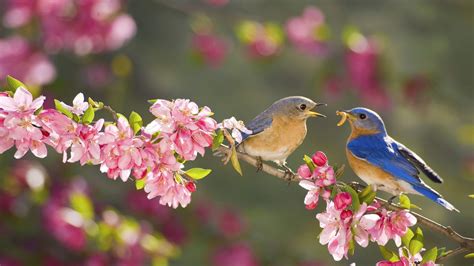 Animal Bluebird Hd Wallpaper