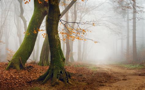 4556200 Roots Landscape Mist Leaves Moss Path Forest Trees