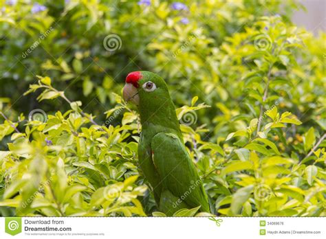 Crimson Fronted Parakeet In Costa Rica Stock Photo Image