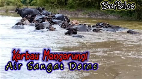 Kerbau Mengarungi Sungai Sangat Deras YouTube