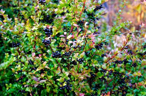 Huckleberry Bushes Evergreen Plants Propagating Plants Plants