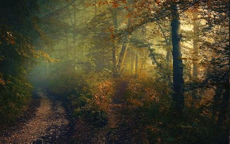 壁纸 阳光 树木 景观 森林 秋季 性质 草 天空 科 日出 晚间 早上 薄雾 太阳 质地 大气层 灌木